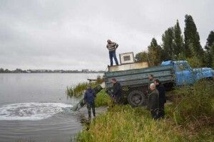 Амури та товстолоби оздоровлюватимуть Ковельське водосховище
