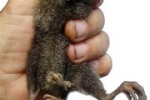 У КУРЧАТИ – 2 ЗАПАСНІ ЛАПКИ
