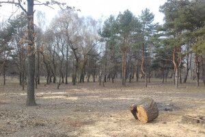 Лучани вимагають припинити приватну забудову парку 900–річчя Луцька