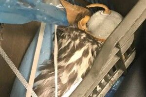 Українець віз соколів у Катар