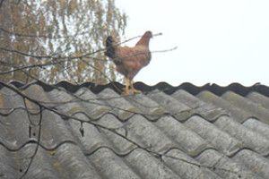 ФОТО НА КОНКУРС: може, й собі у вирій полетіти?