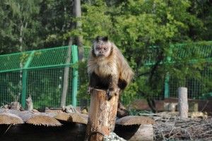 У Рівному бурий капуцин насолоджувався сонячними ваннами (фото)