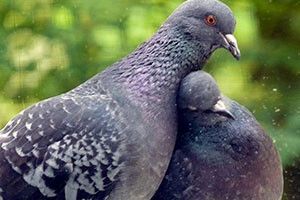 ВІКНО РУБРИКИ: голубко моя сизокрила…