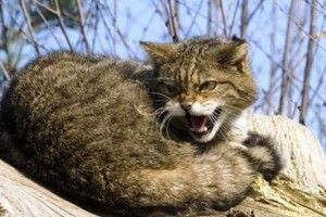На Волині скажений кіт покусав дітей