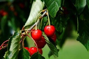 Україна вимагатиме від ЄС визнати географічними брендами гуцульську бринзу та мелітопольську черешню