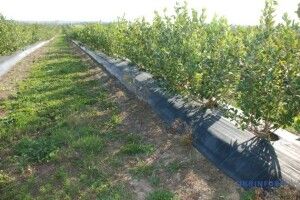 На Волині з’явилось понад 70 гектарів нових садів