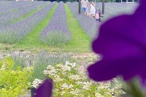 Вхід 100 гривень: на Волині квітне рекордне лавандове поле