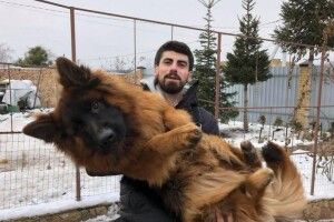Вкраденого Бантика з хвостом розшукала поліція