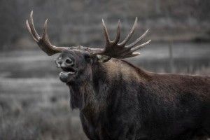 Повідомлено про підозру волинянам, які вбили двох лосів