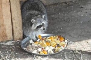 Врятованих тварин з Київщини, Харківщини та Дніпра передали у Рівненський зоопарк