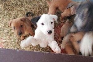 У Луцьку шукають охочих вхопити за хвіст біле щастя з чорним вухом (фото)
