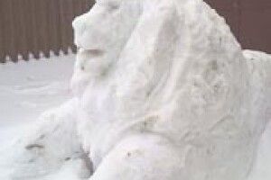 У НОВОВОЛИНСЬКУ ПОСЕЛИВСЯ ЛЕВ