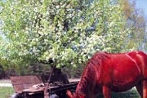 ПОЕТИЧНИЙ ФОТООБ’ЄКТИВ: весняна мрія