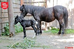 У Київському зоопарку народився… Майбах (фото)