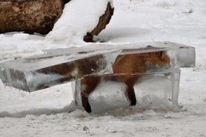 Колобка з’їла – а від морозу не втекла! (фото)