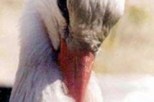 ПРИРОДА: чи Дзьобик полетить у вирій?