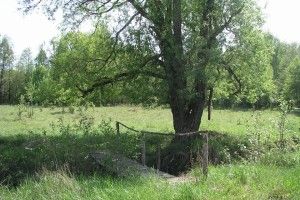 У Цуманській пущі шукають резервне місце для відновлення та збереження зубрів