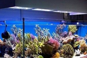 У Луцьку  – оригінальна виставка акваріумів з краєвидами Поліського краю