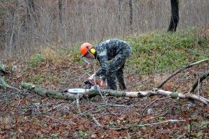 На Волині дерево розчавило лісоруба (Фото 18+)