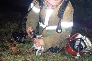 У Великих Будищах бійці ДСНС винесли з вогню і реанімували крихітне кошеня (фото)