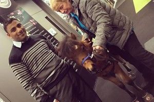 Американський міні-кінь став поводирем для сліпого британця