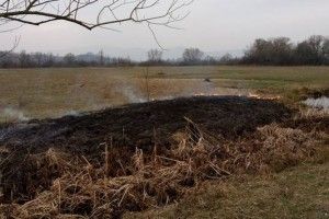 На Закарпатті вигоріла Долина нарцисів