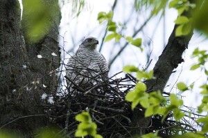 Яструби-тетеревятники звили гніздо біля лисячої нори