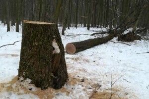 На Волині біля села незаконно рубали ліс 