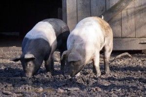 На Рівненщині через африканську чуму знищують свиней
