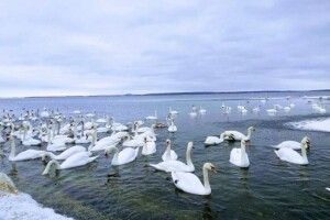На водосховищі ХАЕС знову оселилися лебеді 