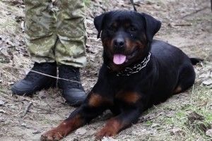 Хвостатий родич Ляшка затримав на кордоні з Польщею турецьку контрабандистку
