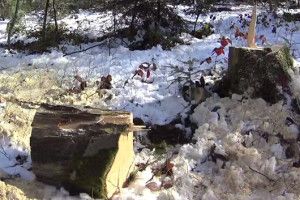 На Волині повідомлено про підозру директору лісового господарства, який завдав шкоди природі на понад 2 мільйони гривень (Відео)