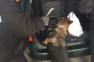 В «Ягодині» службовий пес допоміг виявити марихуану
