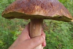 Під Трьома Копцями на Рівненщині впіймали Цар-гриба (Фото)
