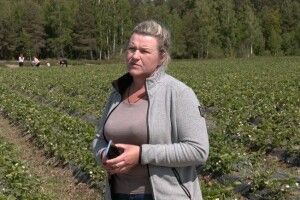 Як розвивають ягідництво на Волині (Відео)