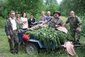 Для волинських зубрів заготовили сіно (Фото)