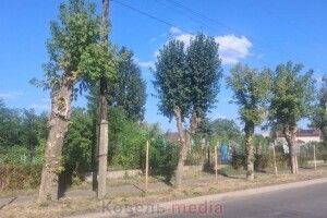 «Докронувалися»: як у місті на Волині «доглядають» дерева за мільйони з бюджету