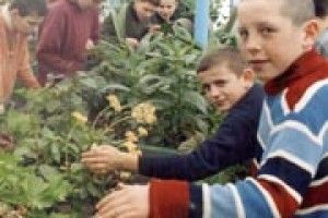 ПЕДАГОГІКА: у теплиці — вічне літо