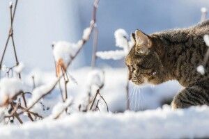 Перед вихідними морози в Україні залишаться лише в семи областях  