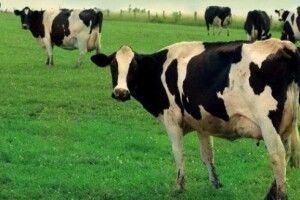 На Волині водій в’їхав у корову і зламав їй ріг