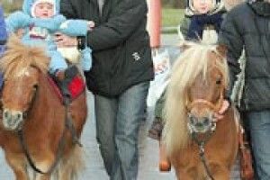 ДОЗВІЛЛЯ: поні — також коні...