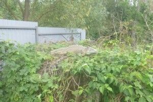 «Динозавр» на городі їсть кабачки (фото)