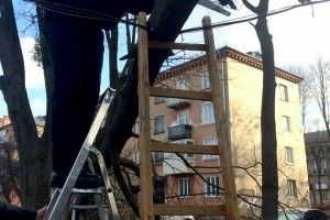 Рівненські патрульні «нейтралізували» дерево, яке впало на лінію електропередач (фото)