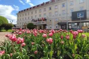 Рівне «потопає» у тюльпанах різних кольорів (Фото)