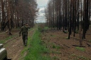 На Волині екологи обстежили згорілий ліс: що виявили 