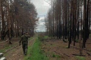 На Волині через чийсь недопалок вигоріли торфовища та ліс