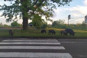 Біля волинського села знову зазнімкували табун диких кабанів, які виходять з лісу попастися (Фото, Відео)