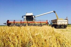 У Луцькому районі – найвища врожайність зернових в області