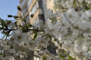 У Луцьку зафіксували найхолоднішу ніч за останні 64 роки