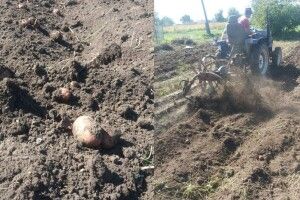 50% волинян уже викопали картоплю. Чи задоволені врожаєм і почім продають (фото)